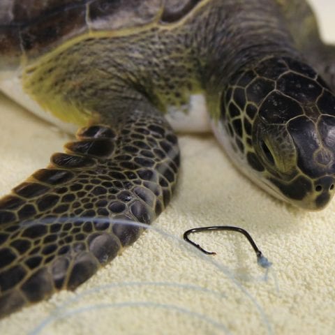 Havarti, sea turtle with hook it swallowed
