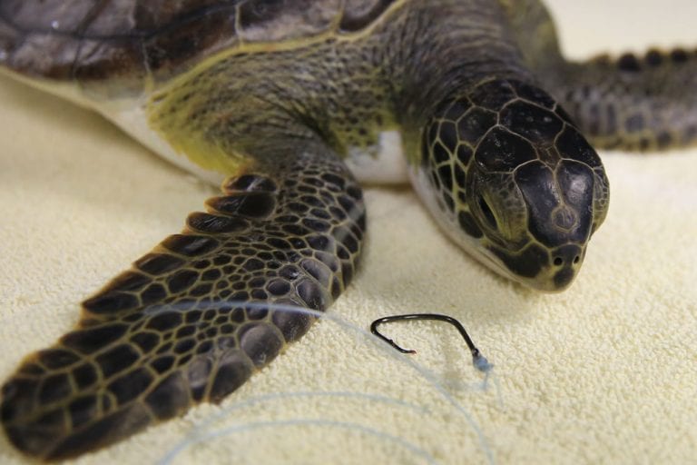 Havarti, sea turtle with hook it swallowed