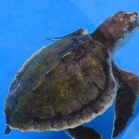 Juliana, Kemp's ridley sea turtle