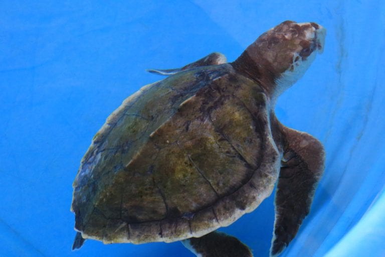 Juliana, Kemp's ridley sea turtle