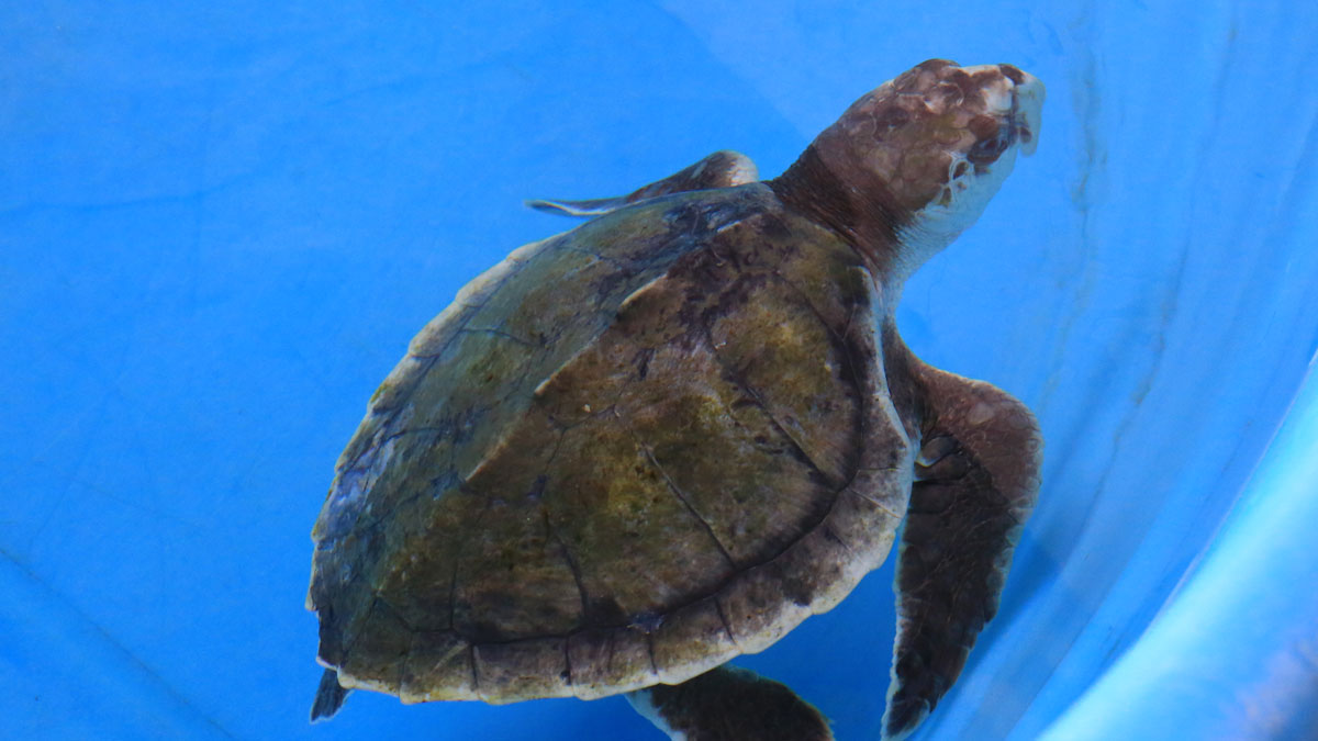 Sea Turtle Hospital Patient - Juliana - Clearwater Marine Aquarium