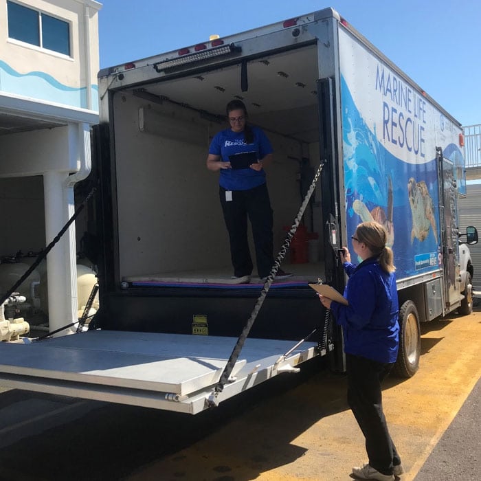 How the Rescue Team Responds to Marine Life Clearwater Marine Aquarium