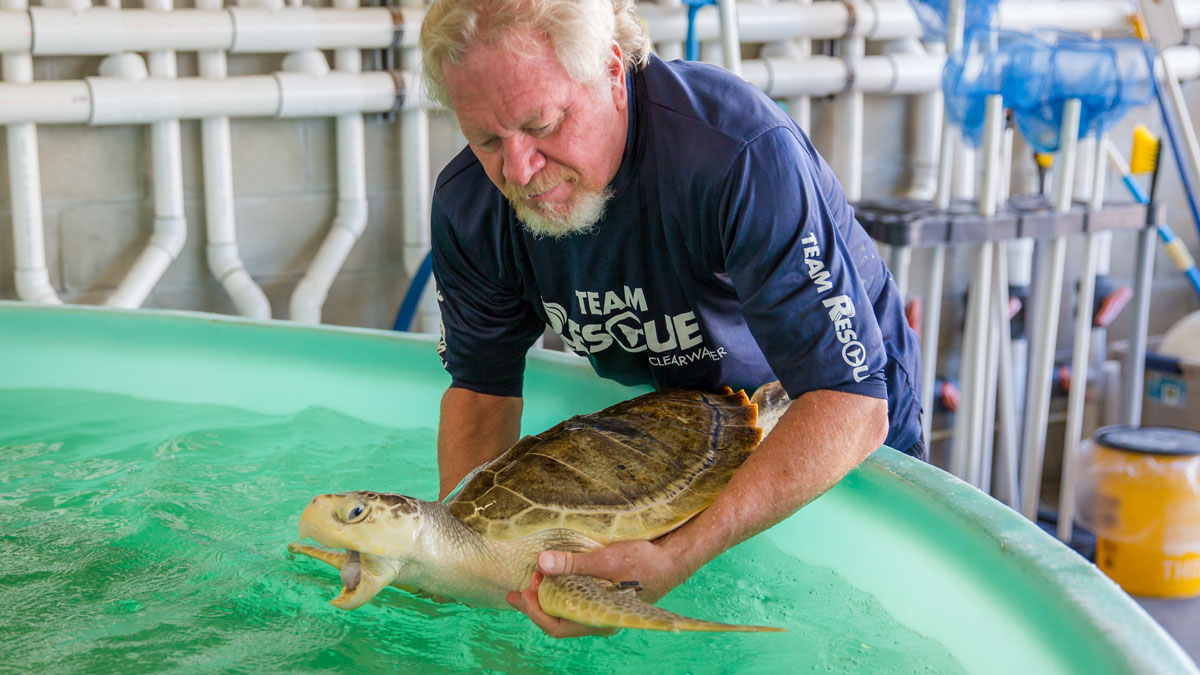 Three Sea Turtles Released at Fred Howard Park - Clearwater Marine Aquarium