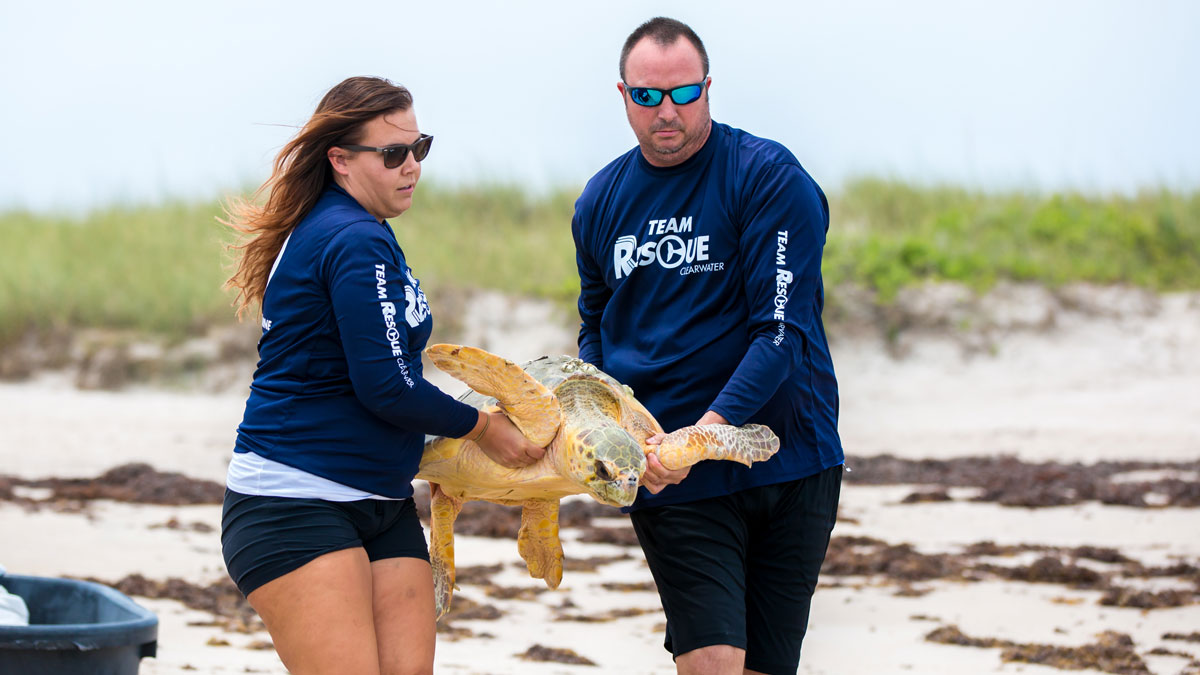 Loggerhead Sea Turtle Release - Ricotta - Clearwater Marine Aquarium