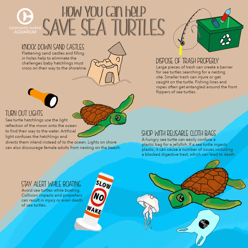 3 Tips For Saving Sea Turtles During An Emergency Situation