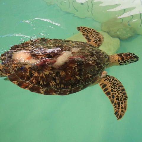 Kraft sea turtle swimming