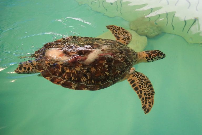 Kraft sea turtle swimming