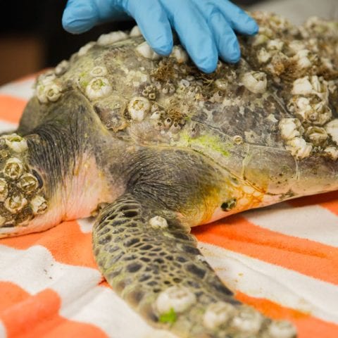 Parmesan sea turtle