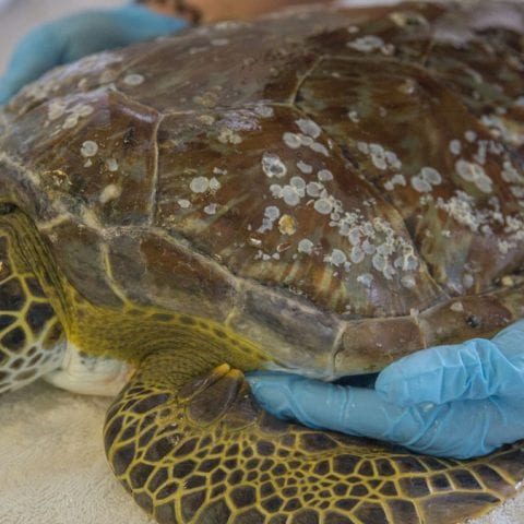 Swiss sea turtle