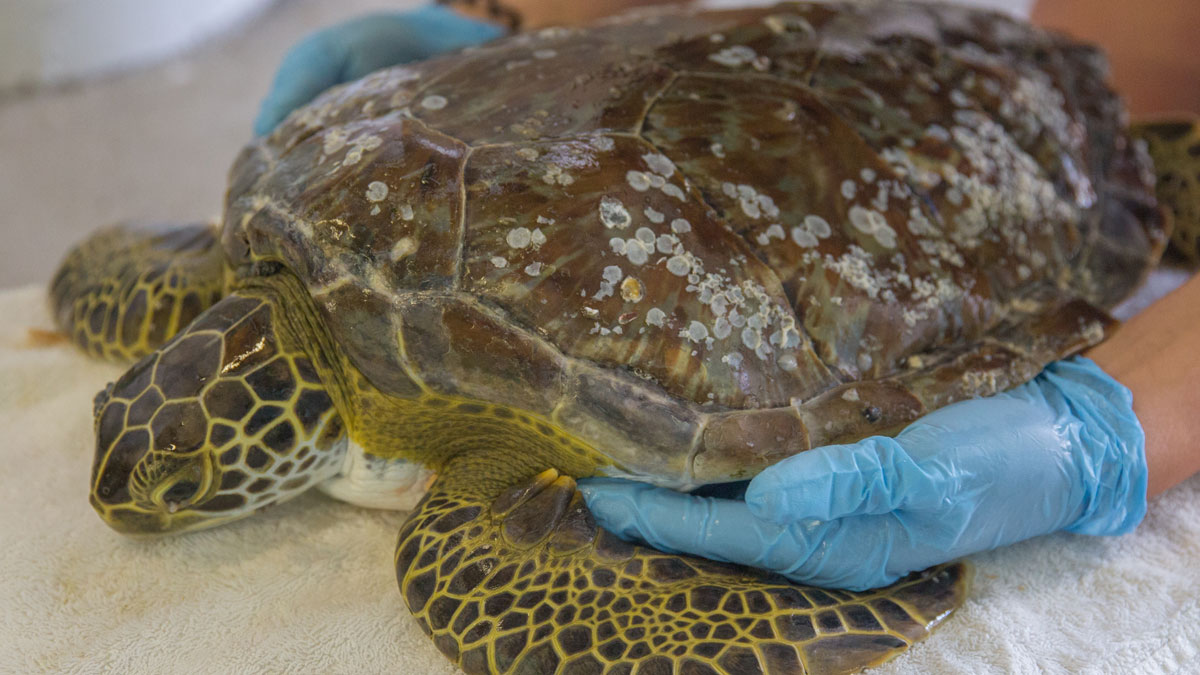 Sea Turtle Hospital Patient - Swiss - Clearwater Marine Aquarium