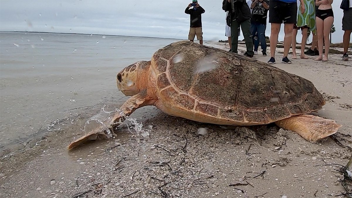 Loggerhead Sea Turtle Release at Fred Howard Park - Wiley - CMA