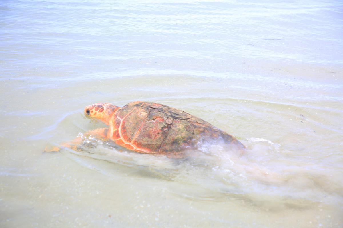 Loggerhead Sea Turtle Release at Fred Howard Park - Wiley - CMA