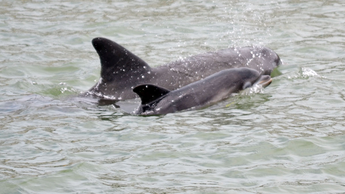 babyface dolphin and calf closeup