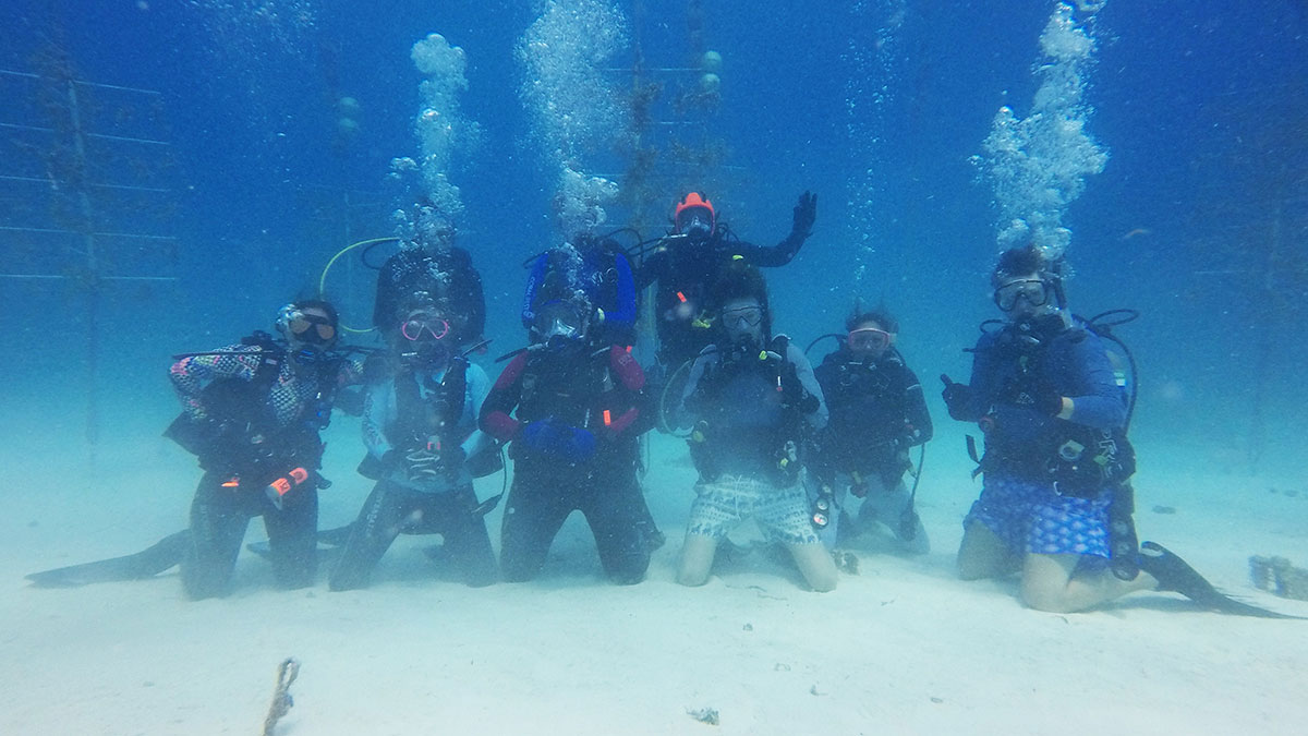 scuba divers planting coral