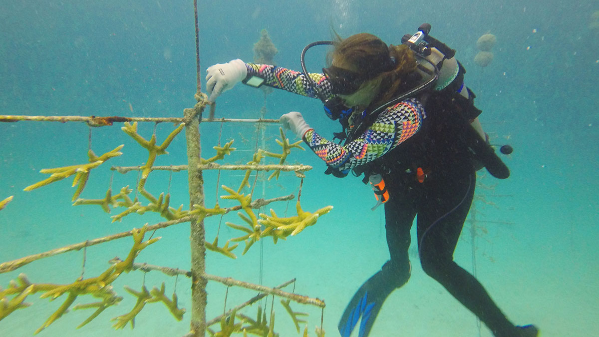 scuba diver with coral tree