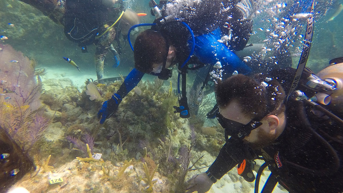 scuba divers planting coral