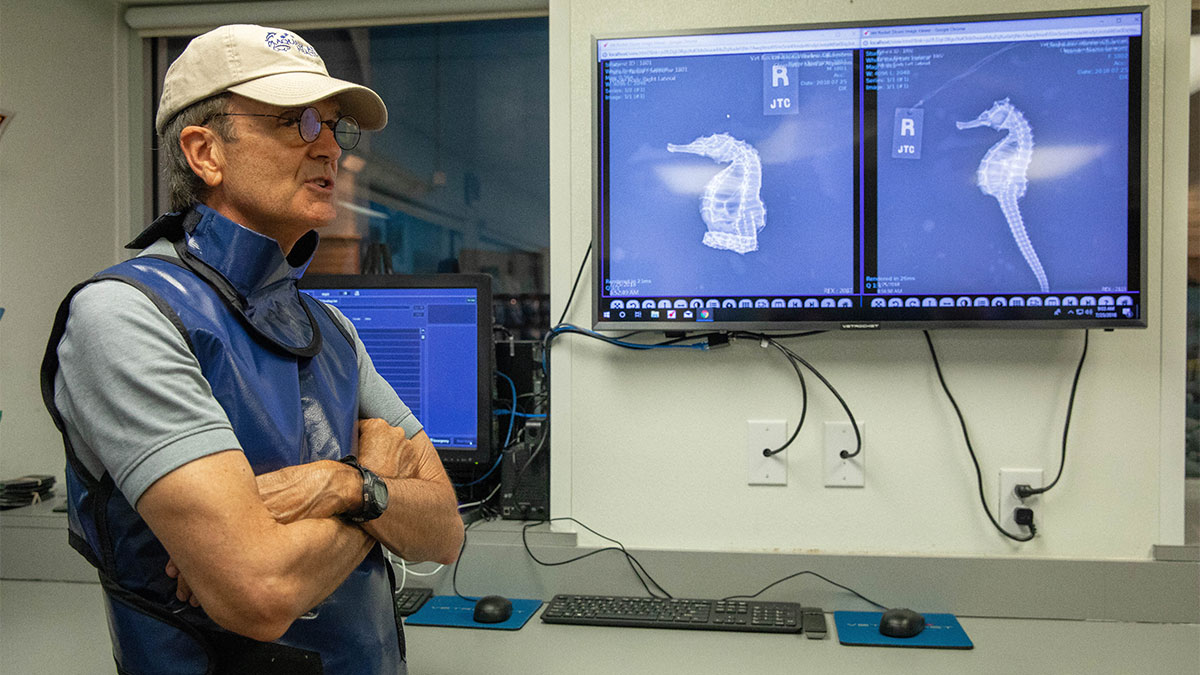 seahorse x-ray exams