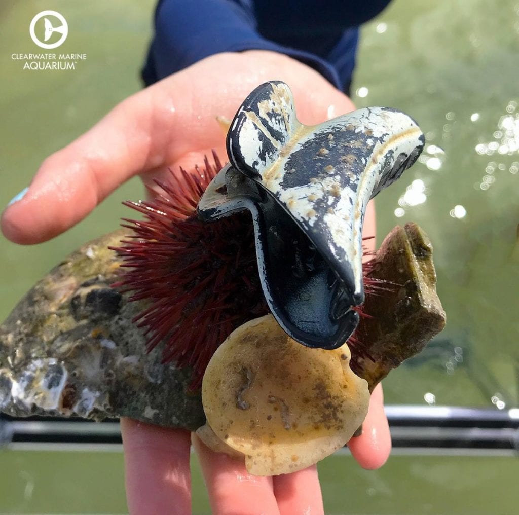 sea urchin with plastic clip