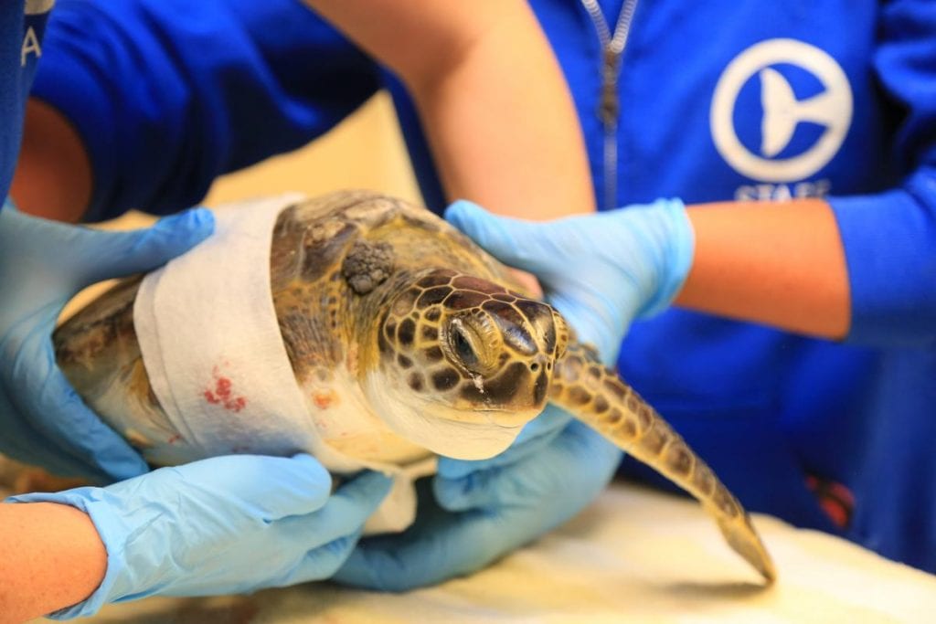 urkel injured sea turtle