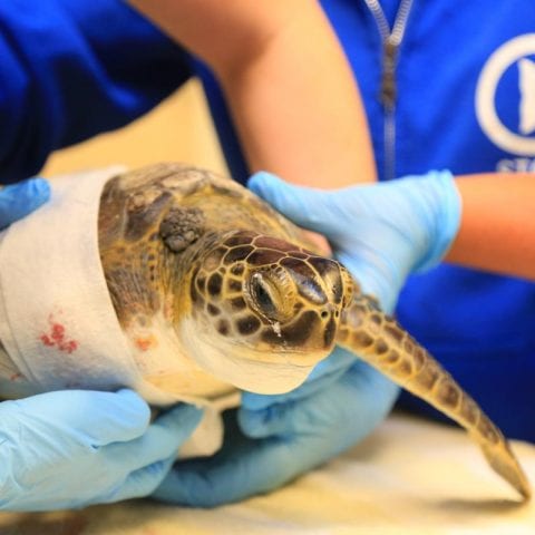 urkel injured sea turtle