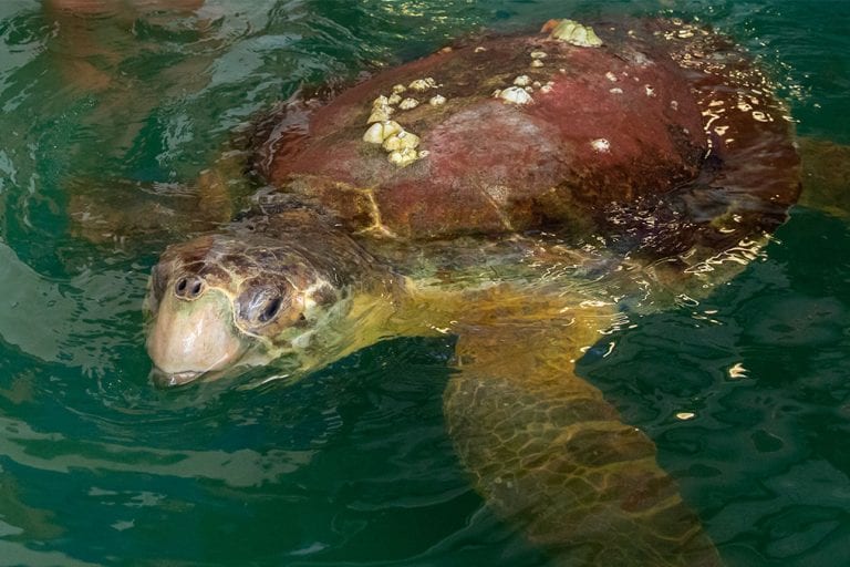 bowser loggerhead sea turtle