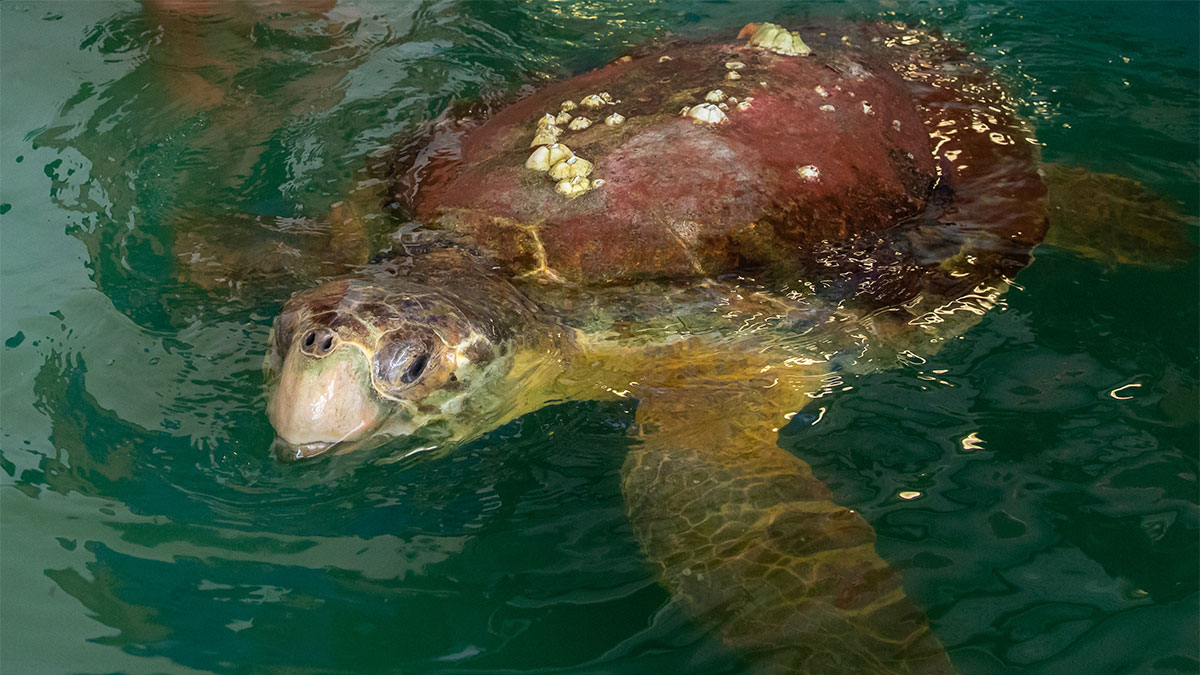 Sea Turtle Tracking - Clearwater Marine Aquarium