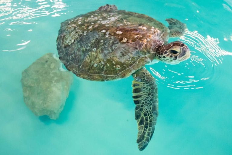 Hungry Hippo sea turtle in rehab pool