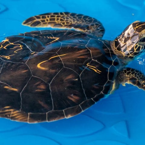 Jenga sea turtle in rehab pool