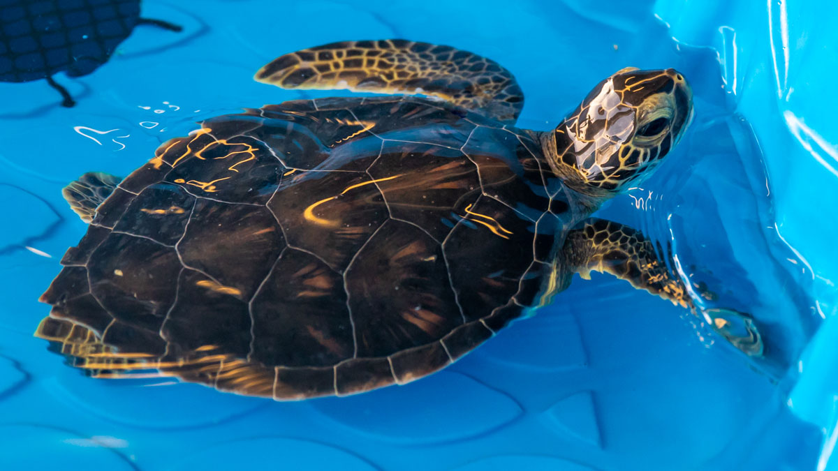 Sea Turtle Hospital Patient - Jenga - Clearwater Marine Aquarium