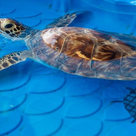 Kerplunk green sea turtle in rehab pool