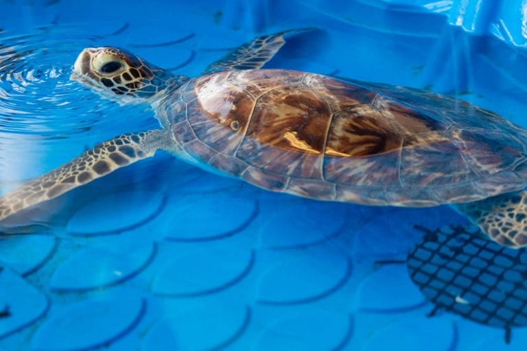 Kerplunk green sea turtle in rehab pool