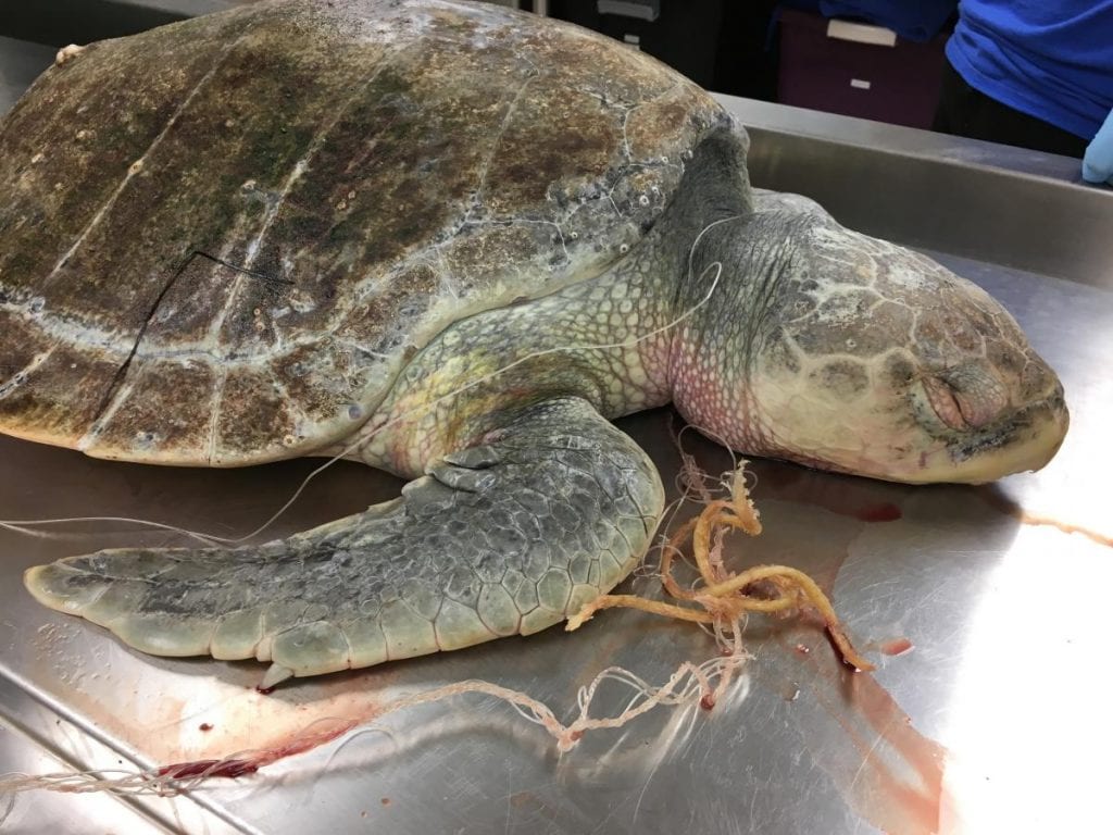 entangled sea turtle