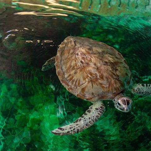 Sea Turtle Hospital Patient - Whiz - Clearwater Marine Aquarium