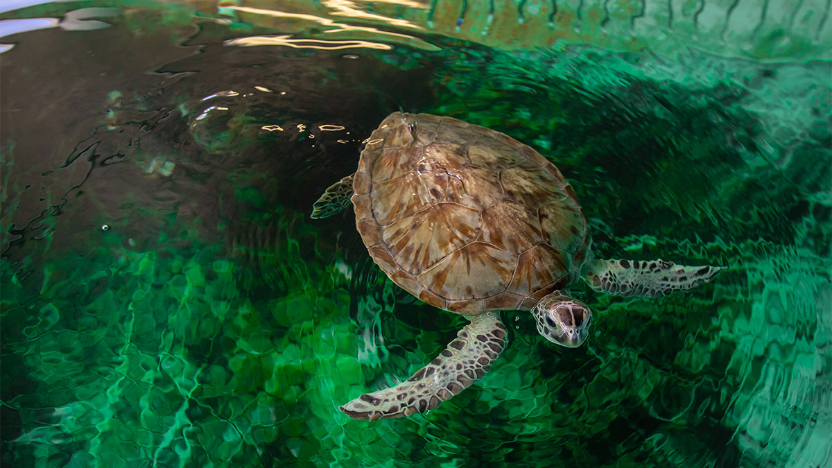 Whiz sea turtle rehab