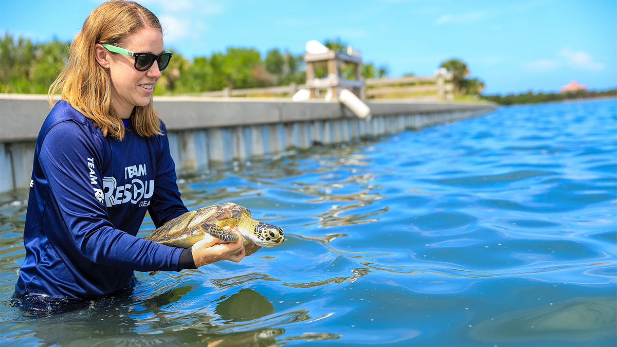 Whiz sea turtle release