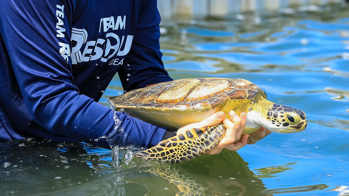 Whiz sea turtle release