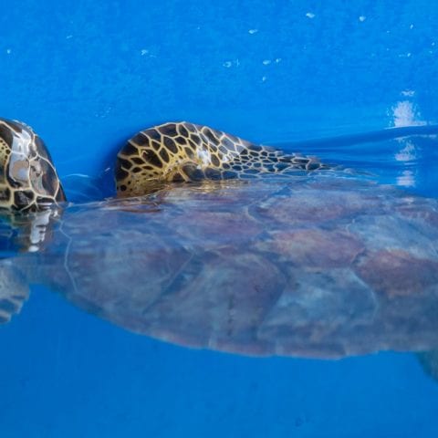 yarra sea turtle