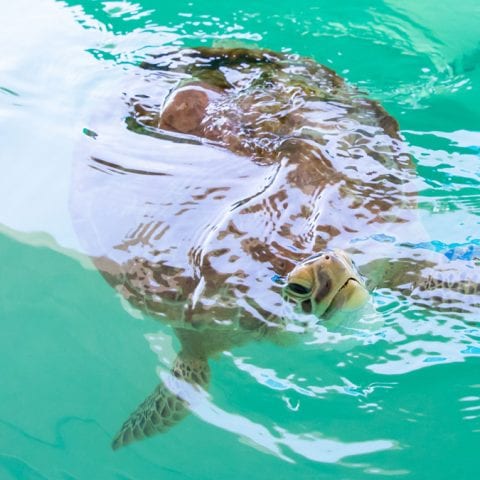 kobia sea turtle rehab