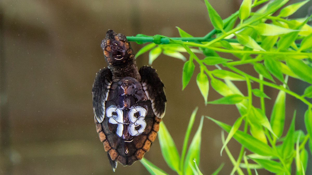 Baby Sea Turtles Rescued From Swimming Pool Clearwater Marine Aquarium