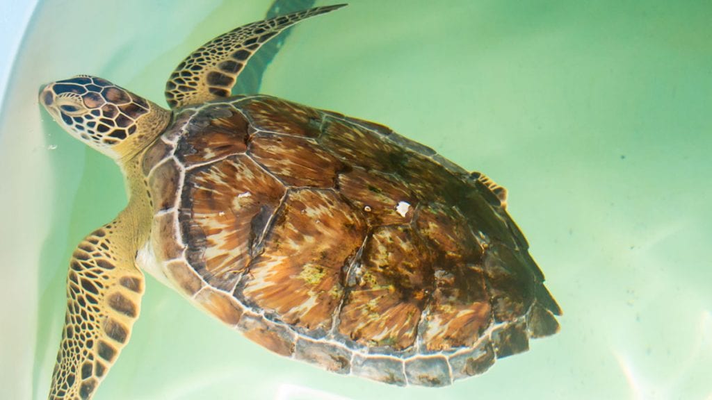 Three Juvenile Green Sea Turtles Released - Clearwater Marine Aquarium