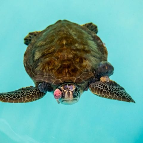 sea turtle patient