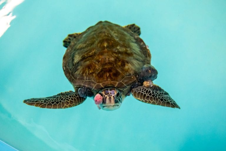 sea turtle patient