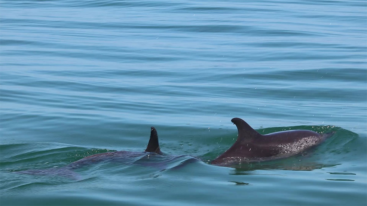 Rare Spotted Dolphin Seen Swimming With Group of Bottlenose Dolphins ...