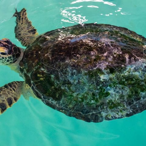 Uno sea turtle rehab