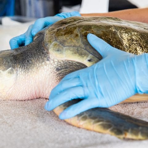 Valkyrie sea turtle rehab