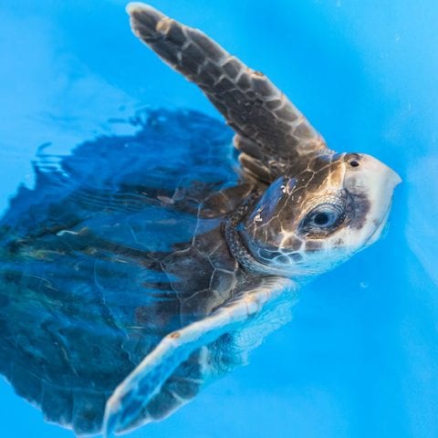 War sea turtle rehab