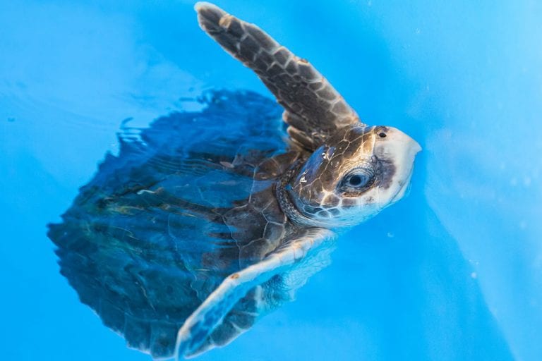 War sea turtle rehab