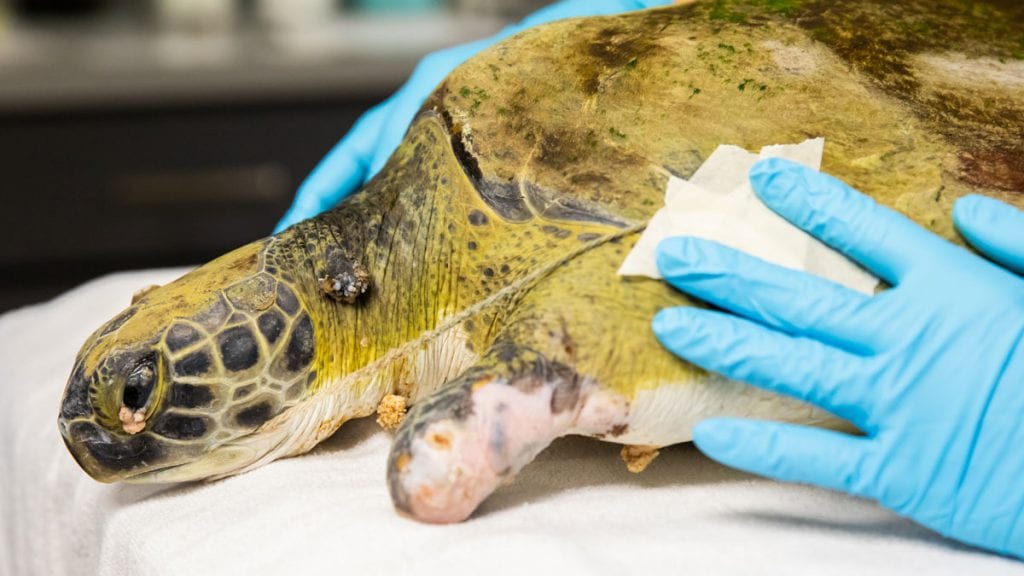 yahtzee sea turtle rehab