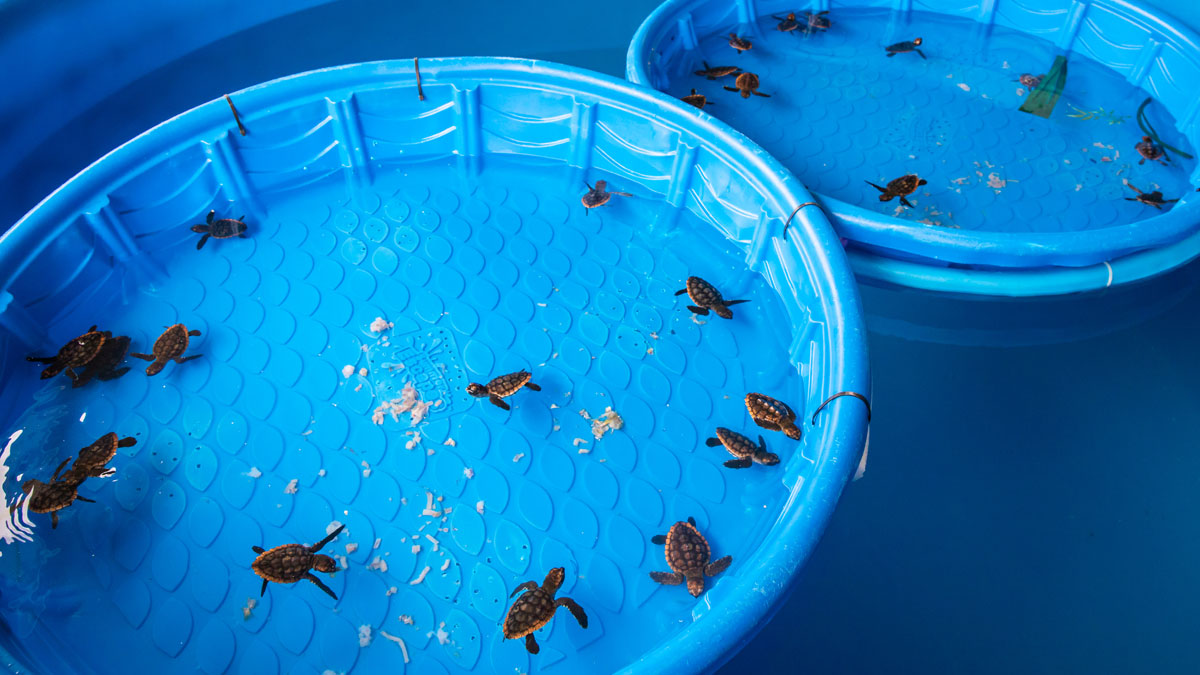 Over 30 Baby Sea Turtles Go Back to the Ocean Clearwater Marine Aquarium