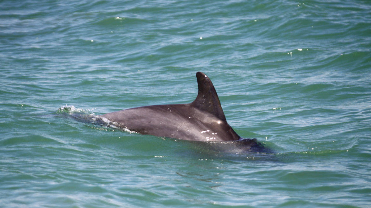 This Dolphin Was Identified With a Mark From 38 Years Ago - Clearwater ...